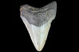 Fossil Megalodon Tooth - North Carolina #80835-1